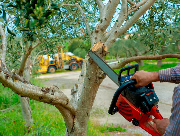 Tree Health Inspection